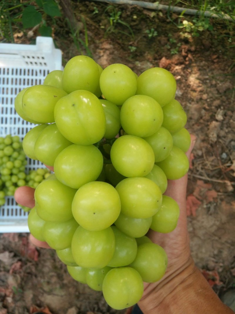 澧县阳光玫瑰，香印晴王，青提大量上市，小量勿扰