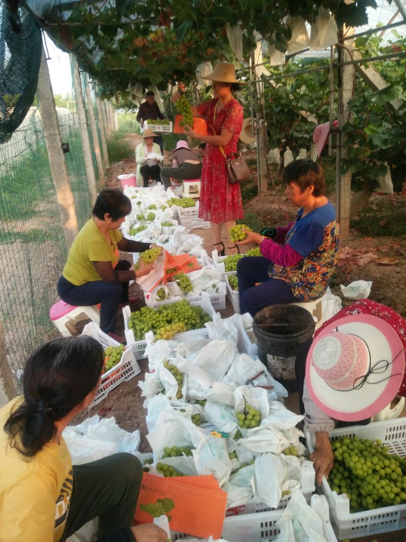 澧县阳光玫瑰，香印晴王，青提大量上市，小量勿扰