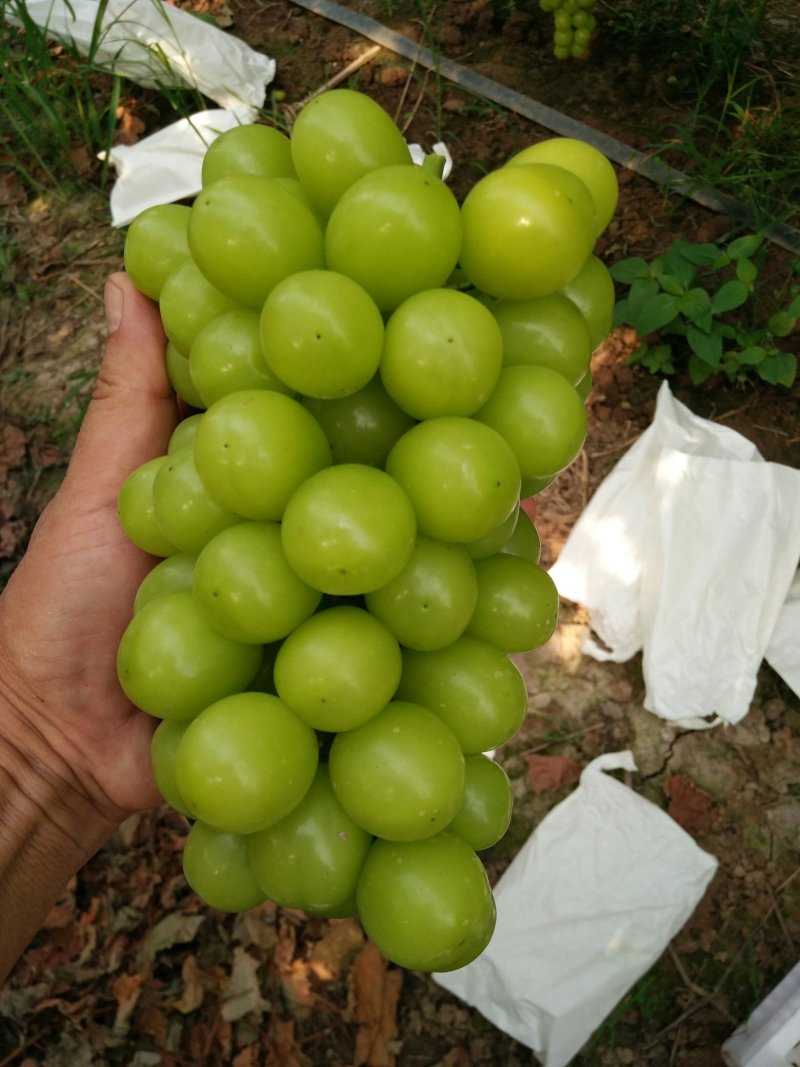 澧县阳光玫瑰，香印晴王，青提大量上市，小量勿扰