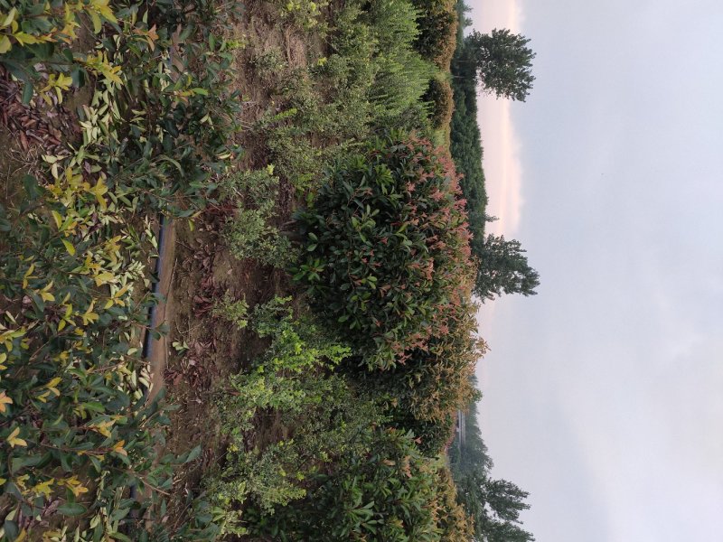 红叶石楠球