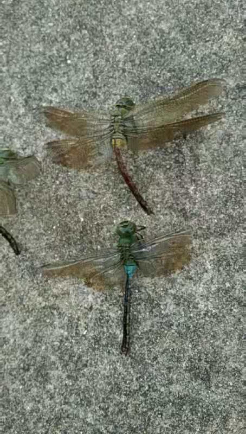蜻蜓