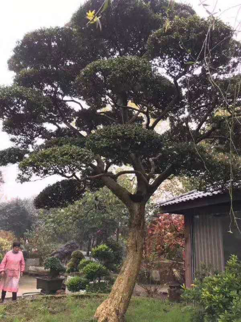 供应各种规格的银杏、朴树、榉树、女贞、广玉兰等