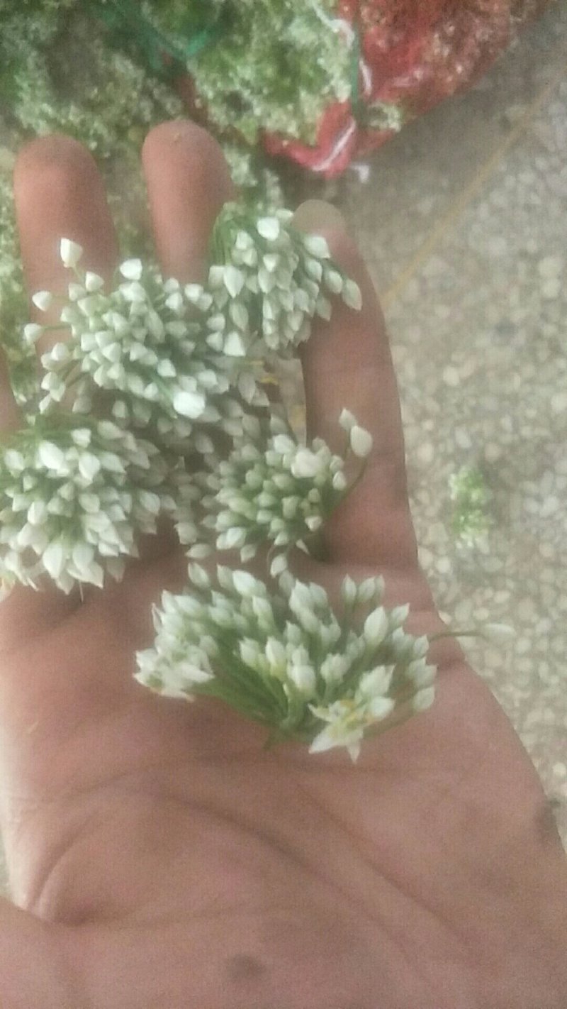 精品韭花