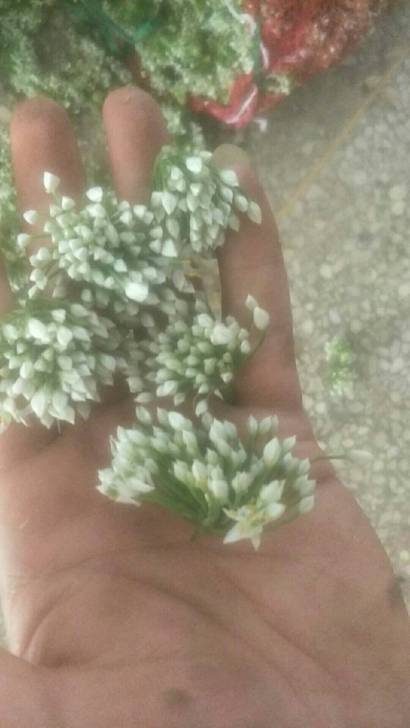 精品韭花