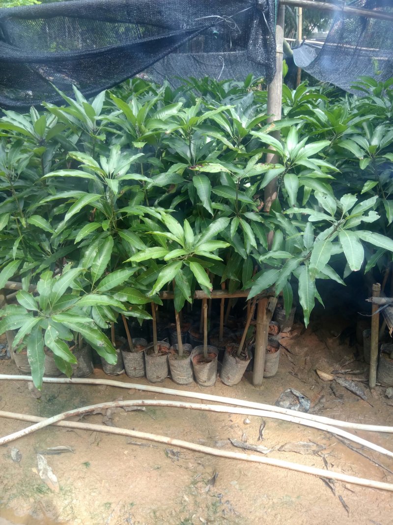 四季芒