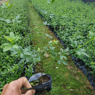 迎春花高20-30漳州花卉基地