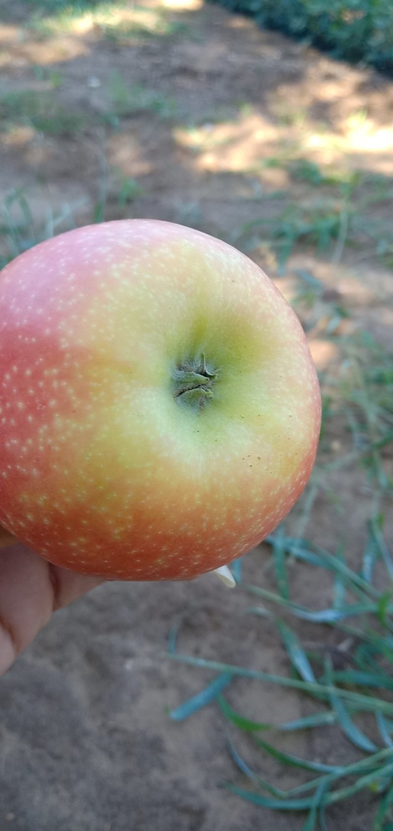 苹果