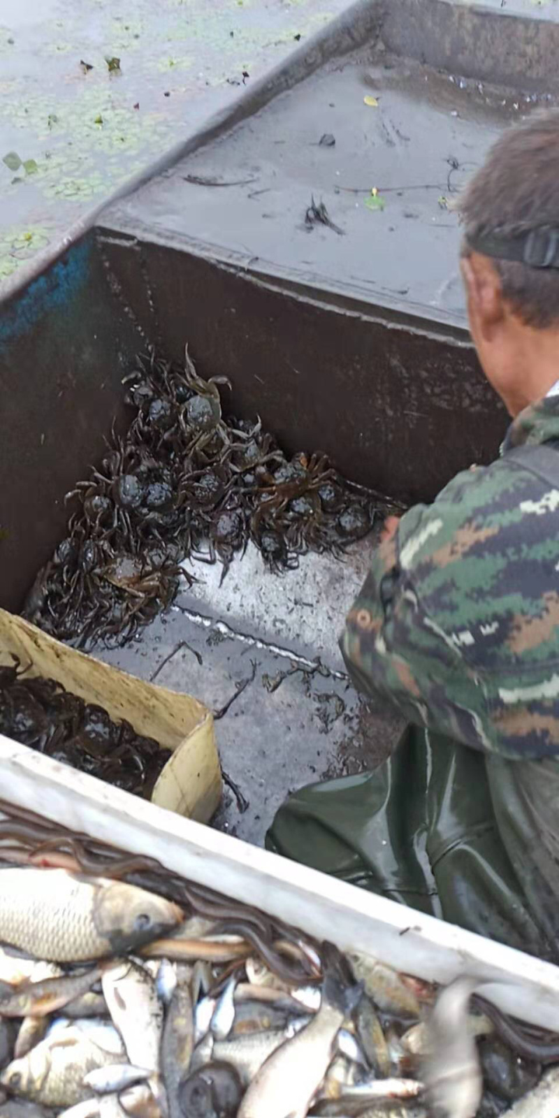 河蟹，水库放养，产量大满黄满膏，采购地区最好是东三省