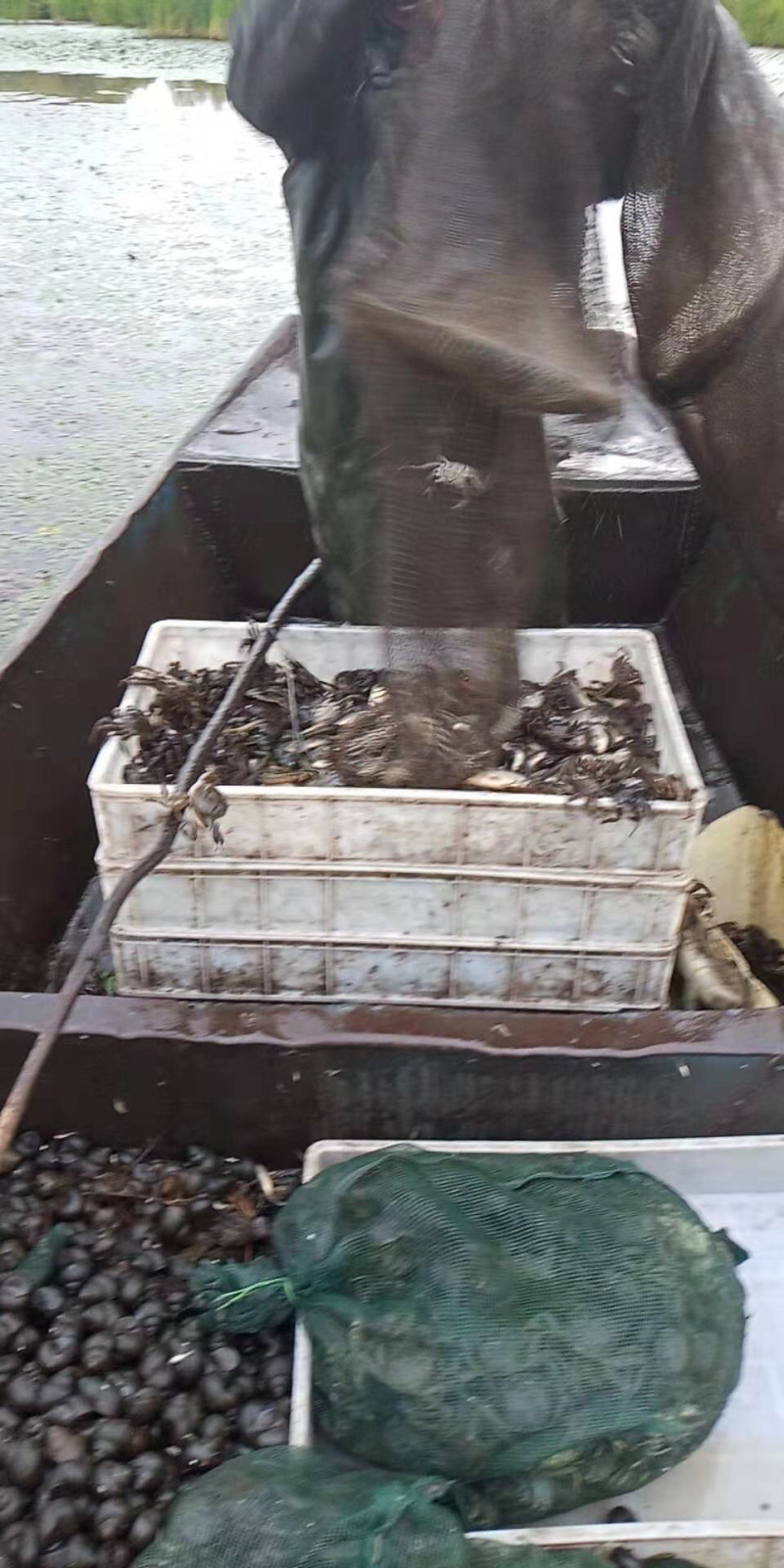 河蟹，水库放养，产量大满黄满膏，采购地区最好是东三省