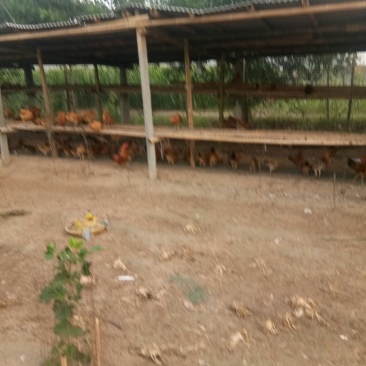 笨公鸡菜鸡蛋