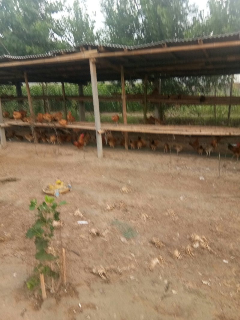 笨公鸡菜鸡蛋