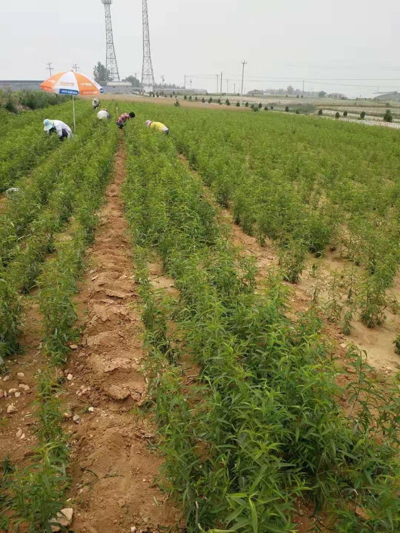 大棚桃苗陆地桃苗