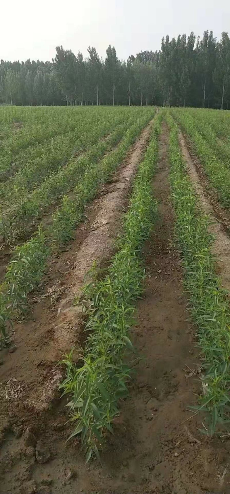 大棚桃苗陆地桃苗