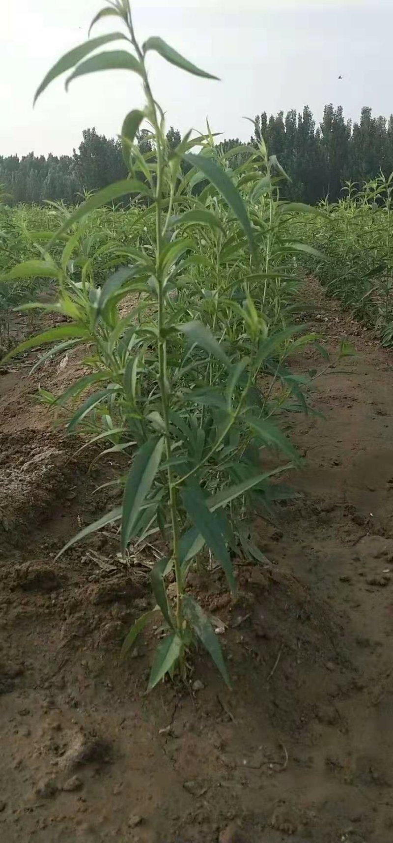 大棚桃苗陆地桃苗