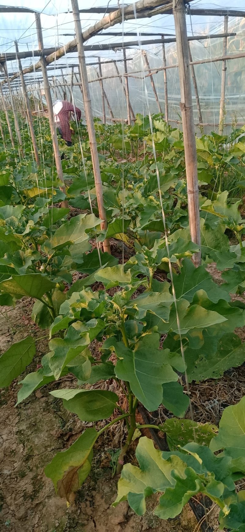 基地大棚无籽青茄子，大量上市，保质保量，供货时间长，