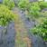 防草布除草布农用果园抗老化果树耐用地膜透气保湿园艺地布盖