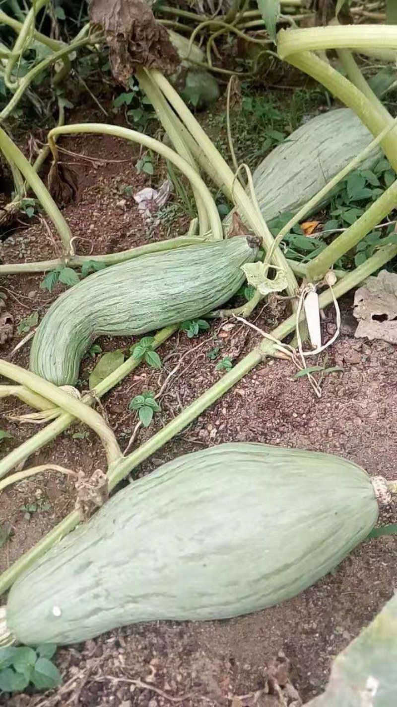 南瓜