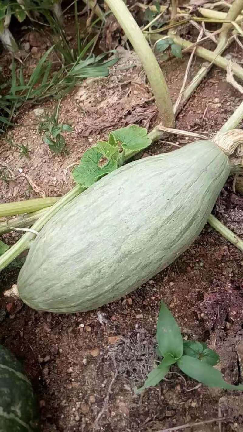 南瓜