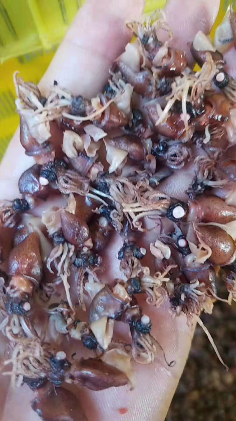 小鱿鱼干都已经加工或是带加工