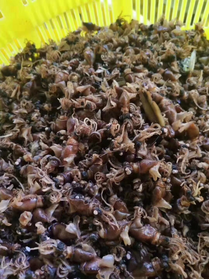 小鱿鱼干都已经加工或是带加工