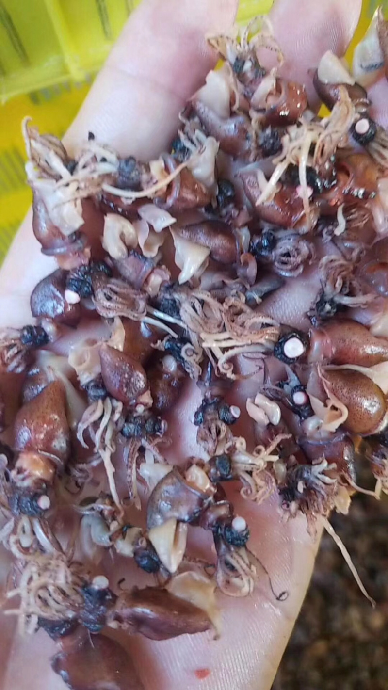 小鱿鱼干都已经加工或是带加工