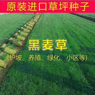 草坪草坪种子黑麦草种子进口黑麦草种子生态护坡种子耐寒四季