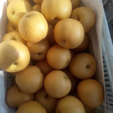 热销丰水梨，个大味甜，质量很好，欢迎选购