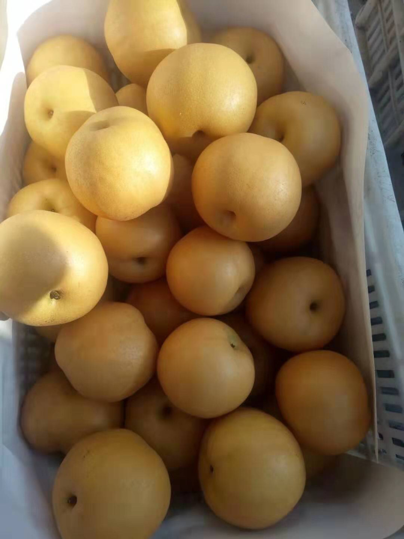 热销丰水梨，个大味甜，质量很好，欢迎选购
