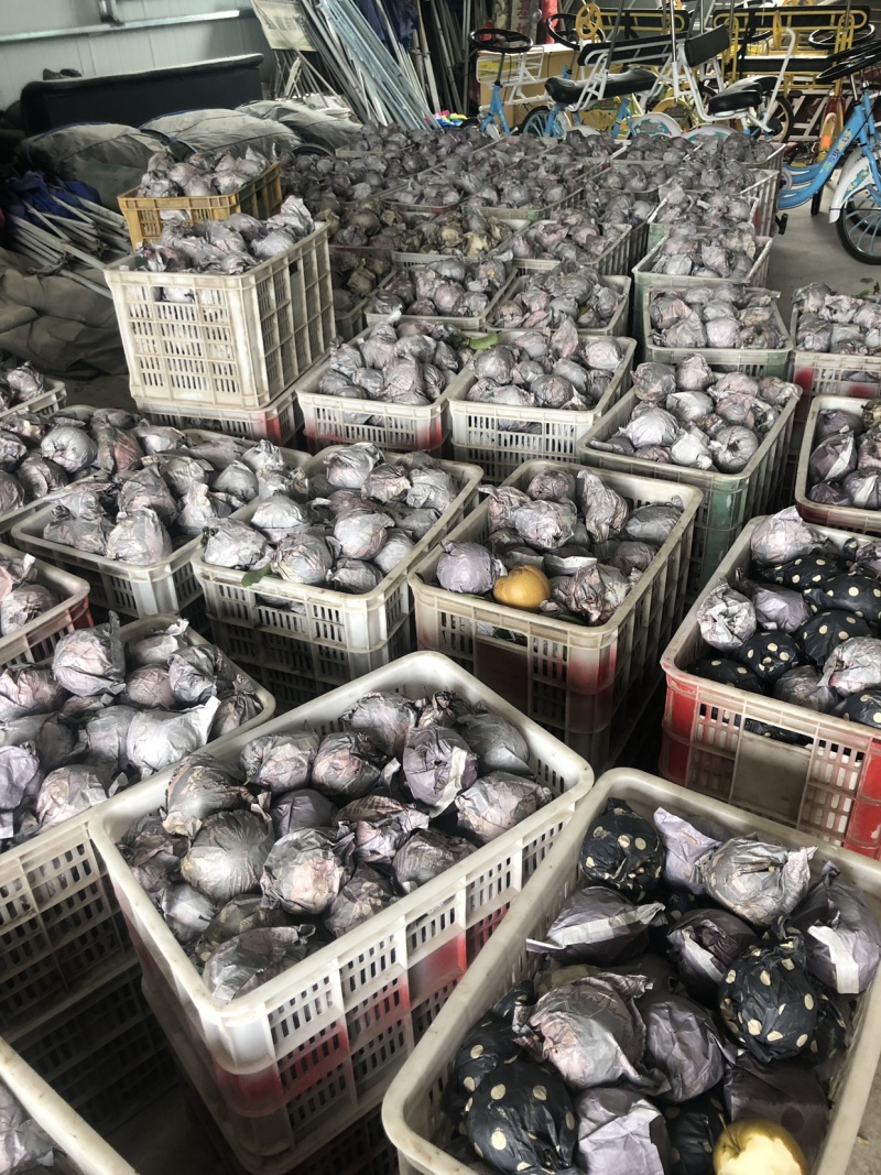 热销丰水梨，个大味甜，质量很好，欢迎选购