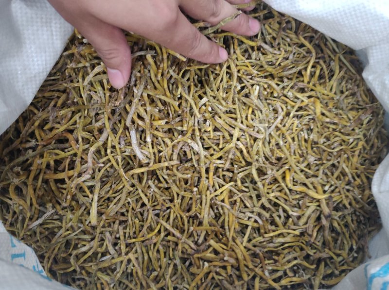 铁皮石斛干条，打粉条性价比高可免费代打粉