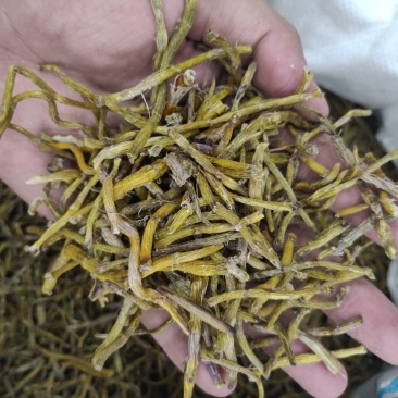 铁皮石斛干条，打粉条性价比高可免费代打粉