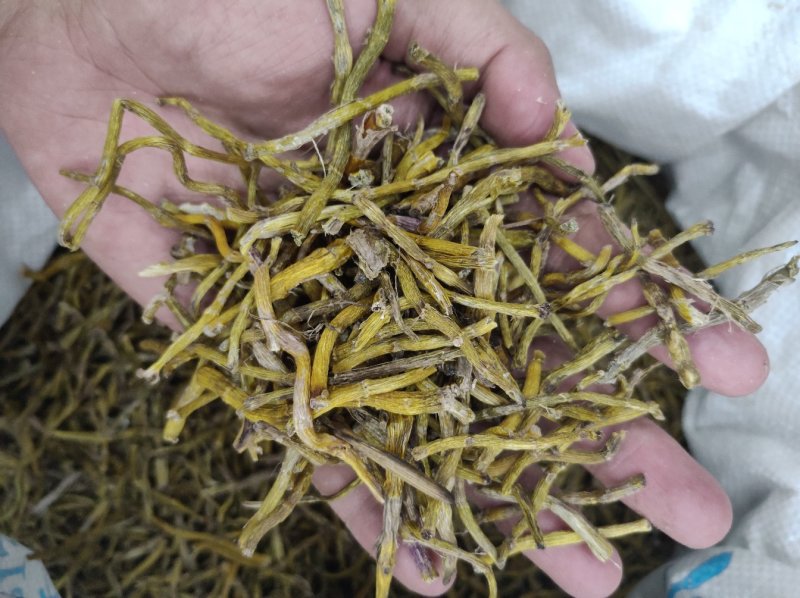 铁皮石斛干条，打粉条性价比高可免费代打粉