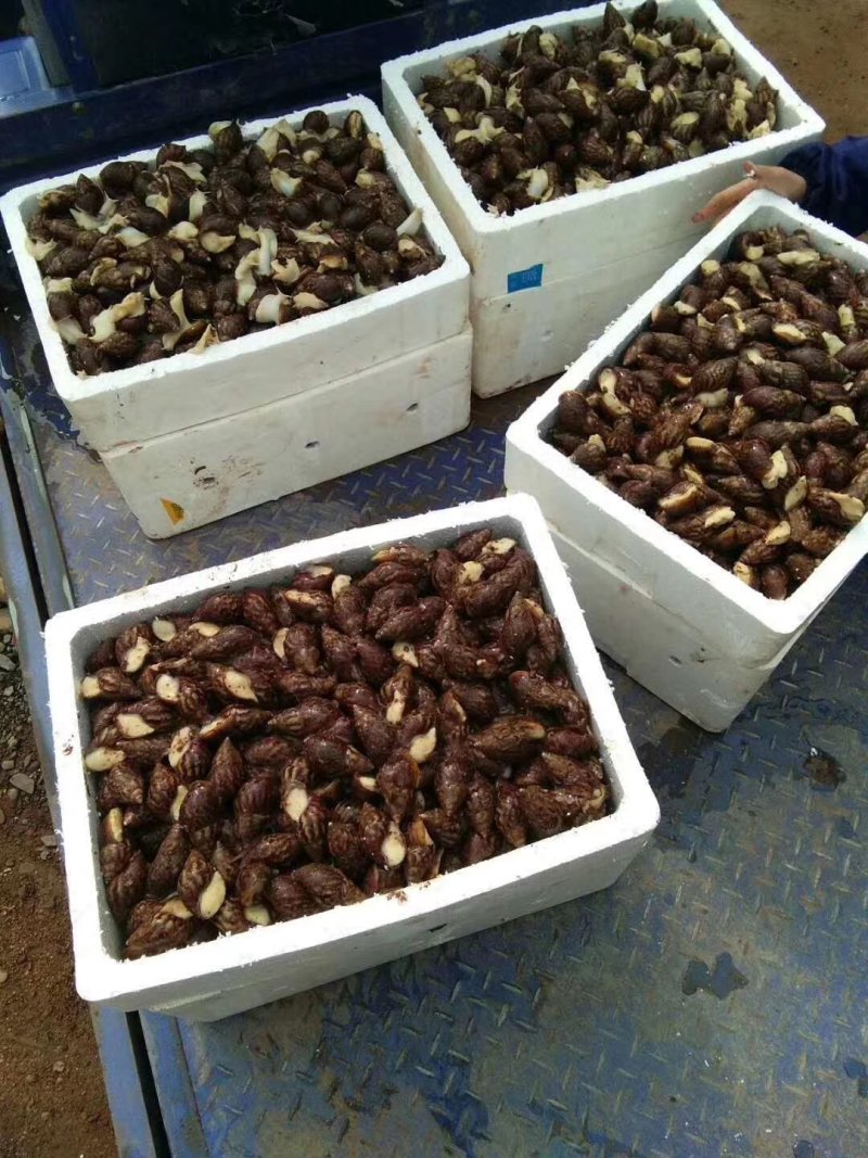 丰县旺洋白玉蜗牛养殖基地