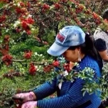 花椒