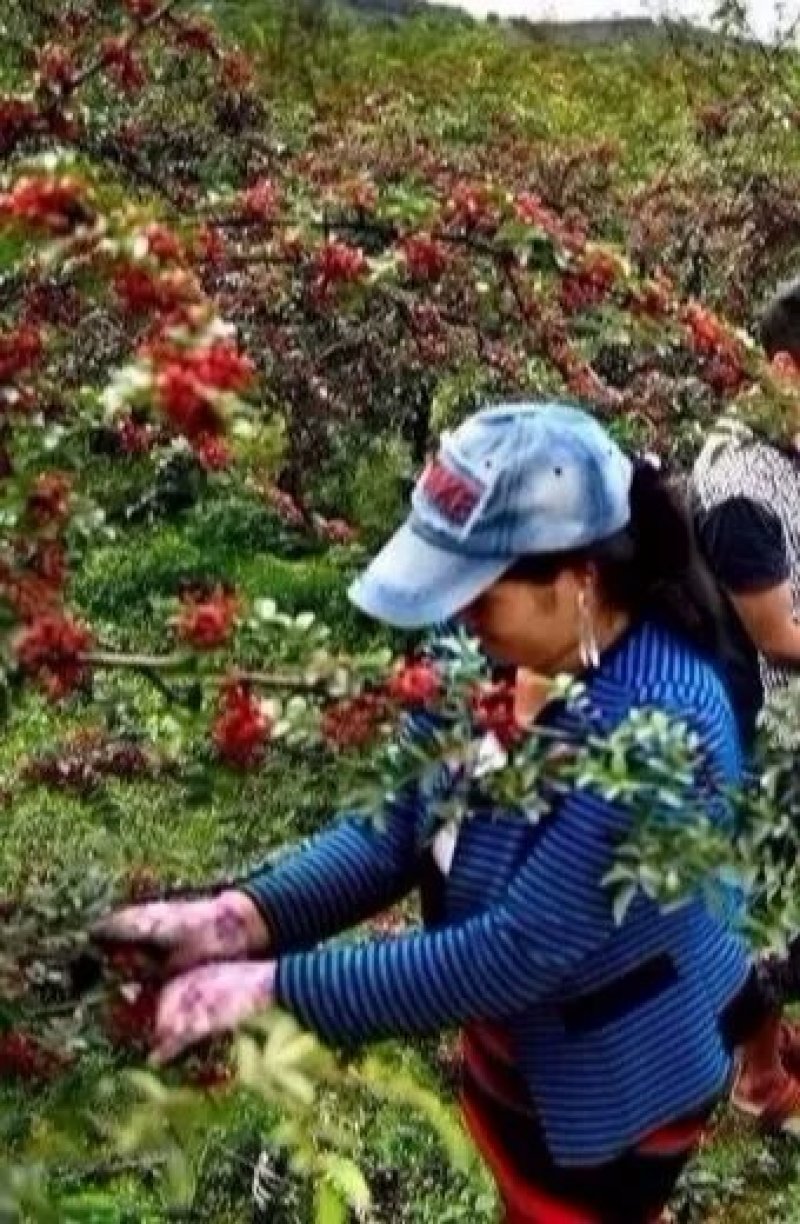 花椒