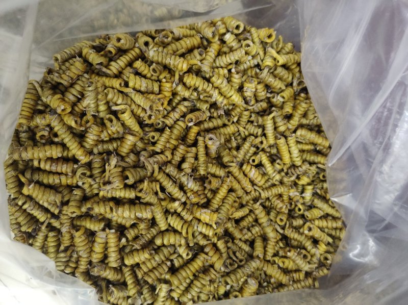 霍山铁皮石斛，安徽龙头凤尾米斛