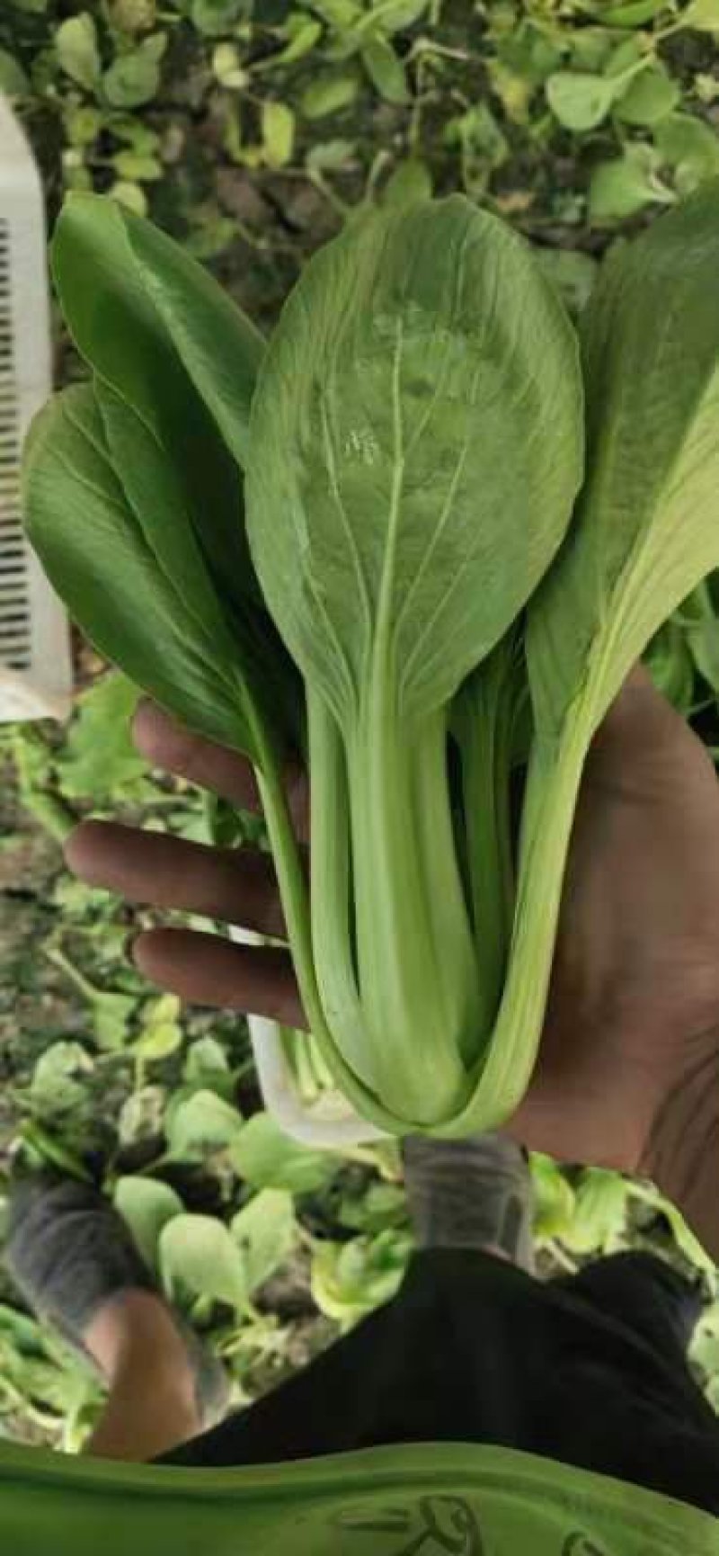 上海青小油菜万亩基地货源稳定诚信合作视频看货等您来电