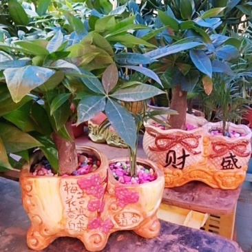 发财树优质纯正的树苗质量保证