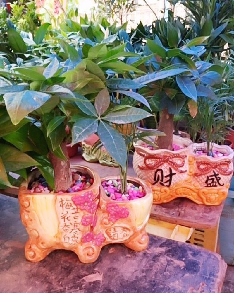 发财树优质纯正的树苗质量保证