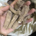 【白芷】川白芷物美价廉产地直供量大从优统
