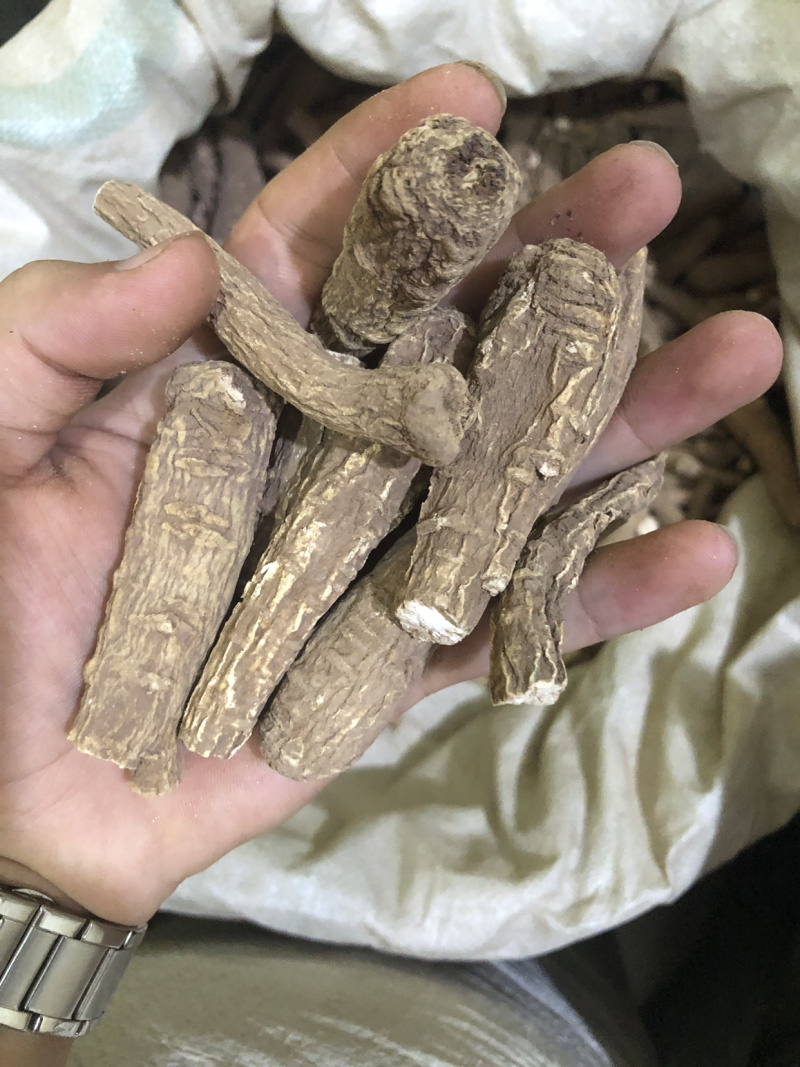 【白芷】川白芷物美价廉产地直供量大从优统