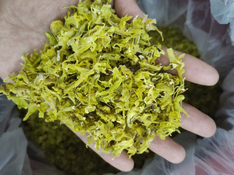 铁皮石斛花