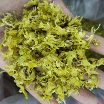 铁皮石斛花