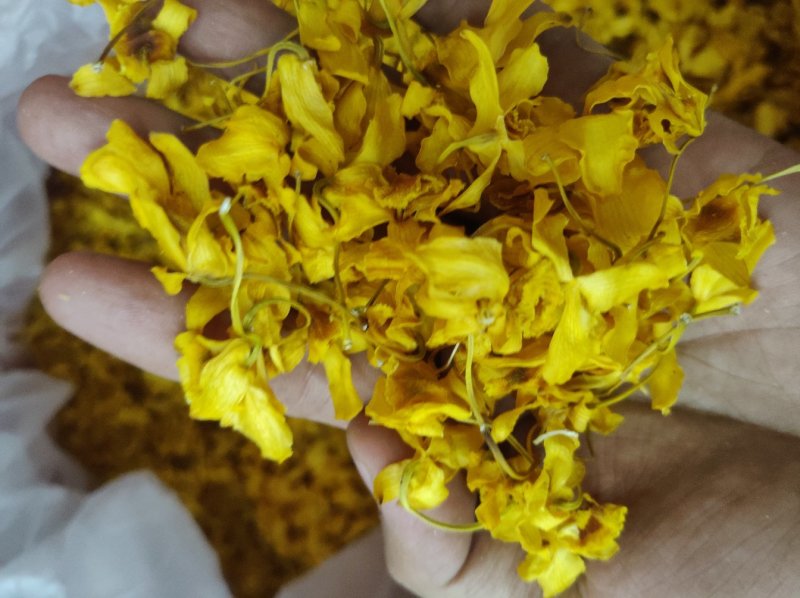 鼓槌石斛花新花