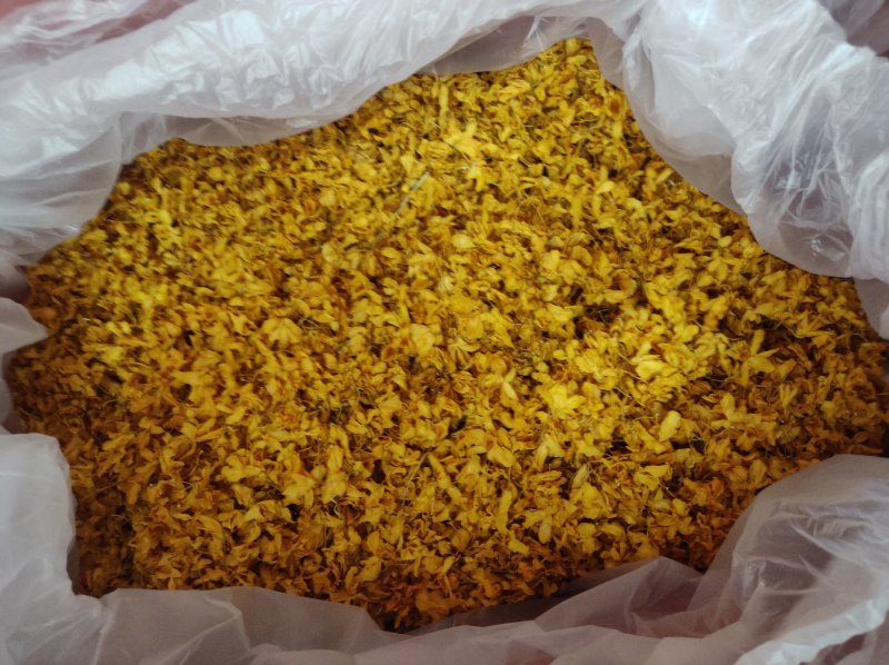 鼓槌石斛花新花