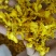 鼓槌石斛花新花
