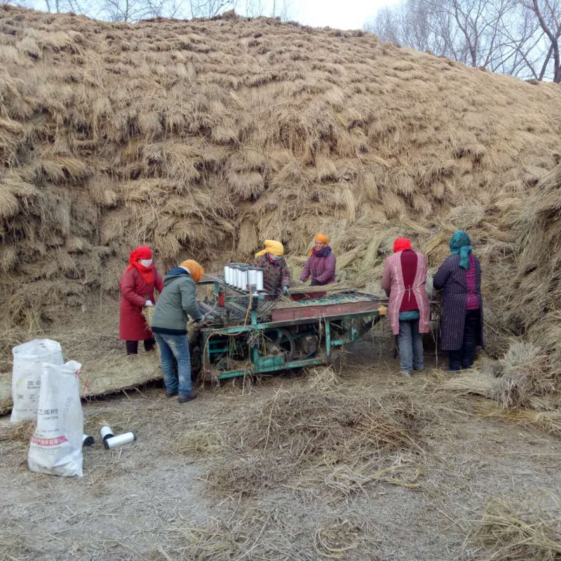 常年销售草帘，草苫合作社优先