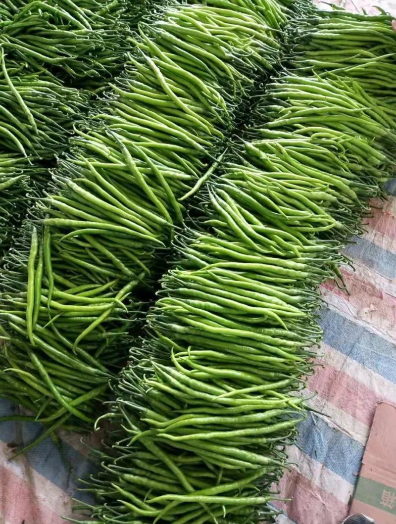 精品辣椒线椒万亩大棚量大货好全国代发