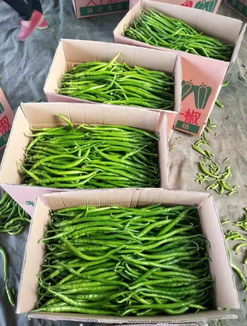 精品辣椒线椒万亩大棚量大货好全国代发