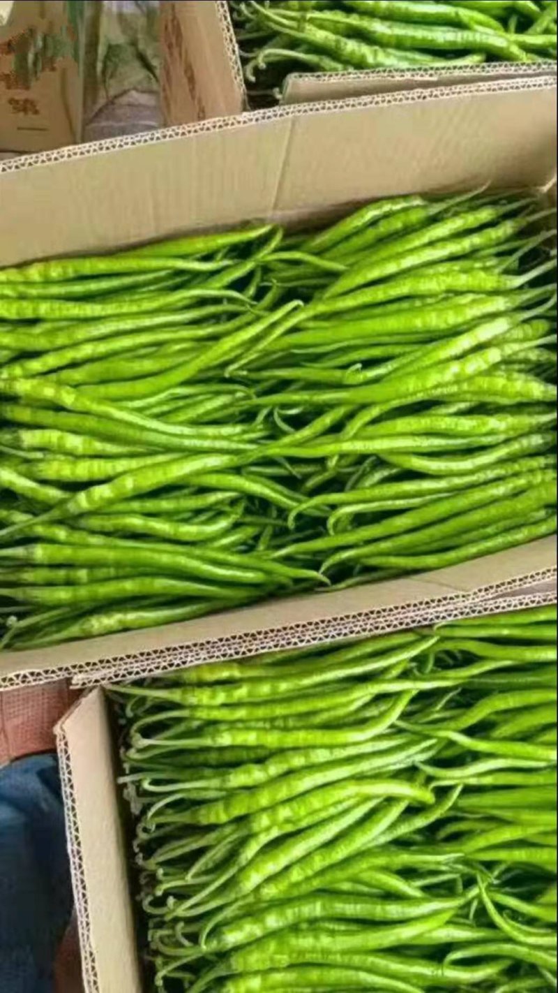 精品辣椒线椒万亩大棚量大货好全国代发